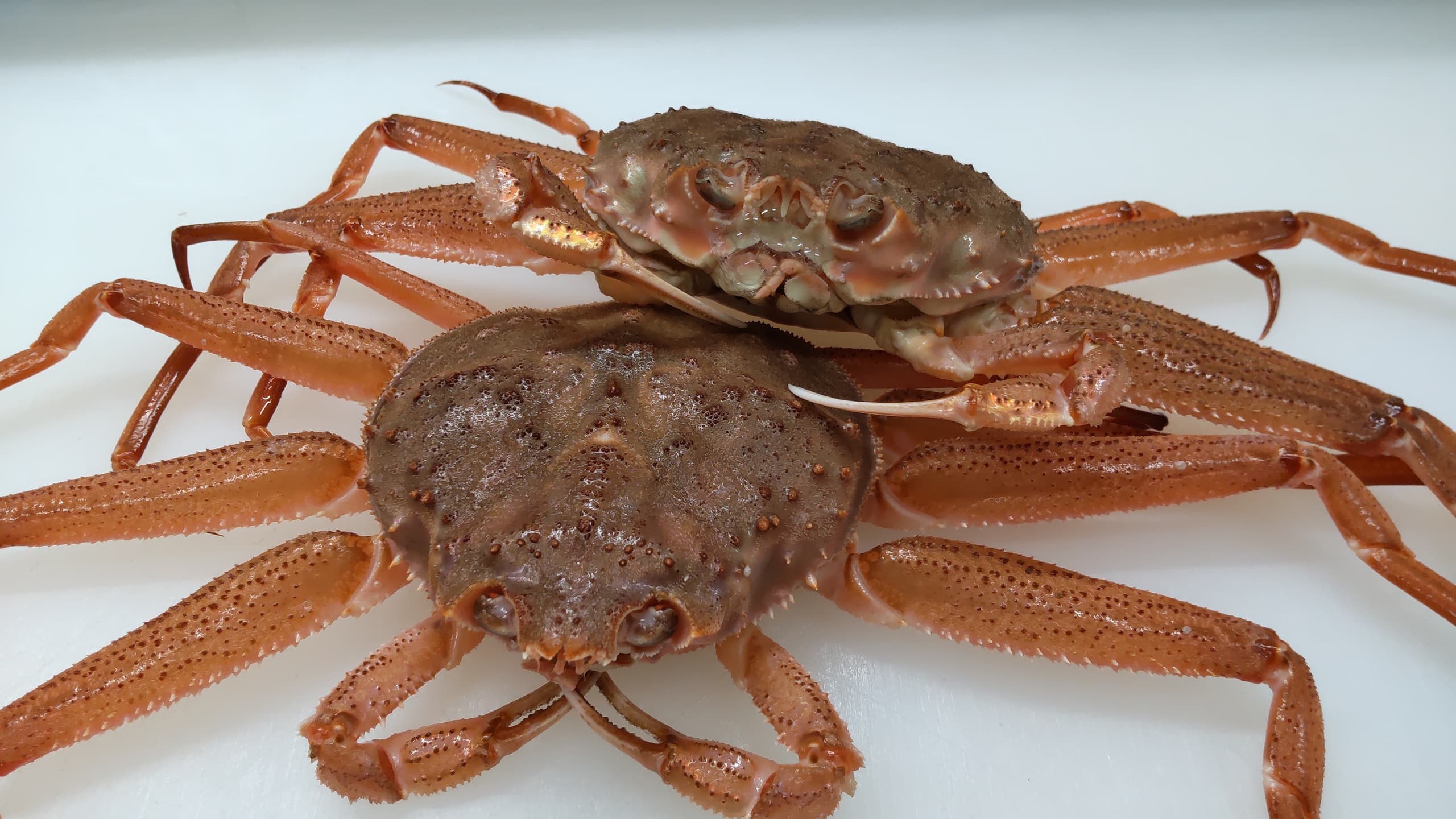 セイコ蟹 | 名古屋市瑞穂区の寿司なら鮨京